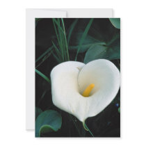 African lily at Mount Kenya, Safari Club Personalized Invitations