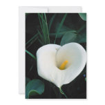 African lily at Mount Kenya, Safari Club Personalized Invitations