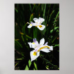 African Lilys Print