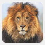 African Lion 1 Square Sticker