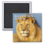 African Lion 2 Save the Date 2 Inch Square Magnet