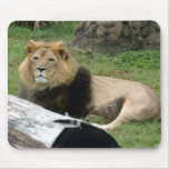 african lion 5 mousepads