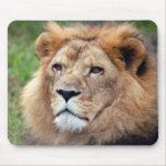african lion 6 mouse pads