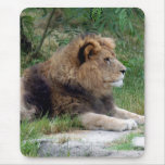 african lion 9 mouse pads