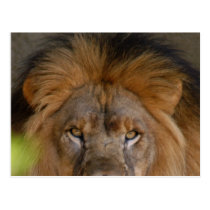 african-lion-b-1 postcards