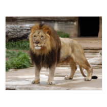 african-lion-b-5 postcards