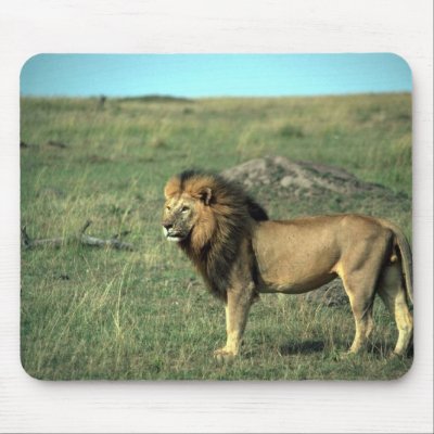 African Lion - Big Male Mouse Pads by lolanimals