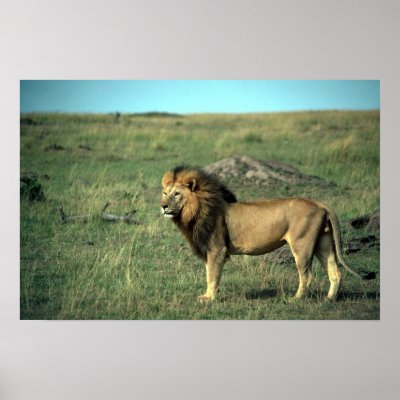 African Lion - Big Male Poster by lolanimals