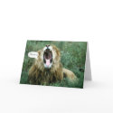 African lion birthday card by gbcimages3 African lion birthday card