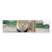 African Lion Bumper Stickers