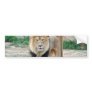 African Lion Bumper Stickers
