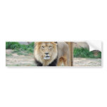 African Lion Bumper Stickers