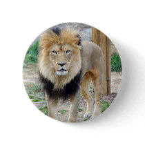 African Lion Button