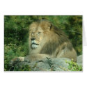 African Lion cards by JaguarPhotos African Lion cards
