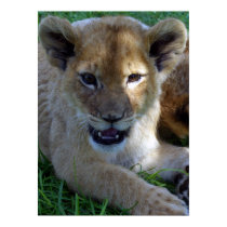 African Lion Cub posters by KalahariSue African Lion Cub posters