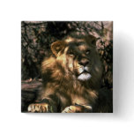 African Lion - Head Shot Of Very Big Male Buttons