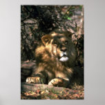 African Lion - Head Shot Of Very Big Male Poster