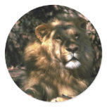 African Lion - Head Shot Of Very Big Male Round Stickers