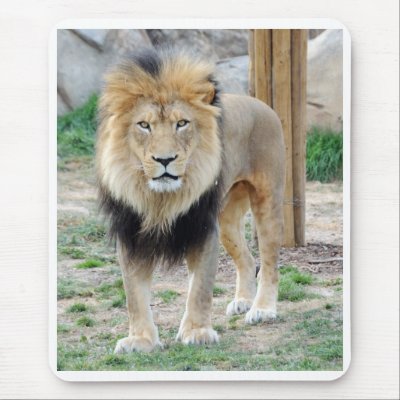 African Lion Mouse Pads by jkingiv