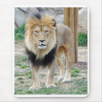 African Lion Mouse Pads