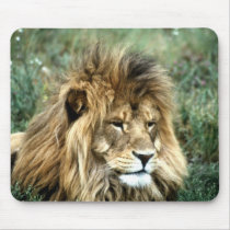 African Lion mousepads