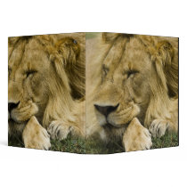 African Lion, Panthera leo, laying down asleep Vinyl Binders