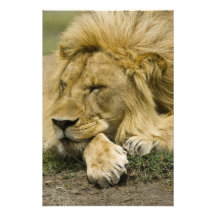 African Lion, Panthera leo, laying down asleep Photo