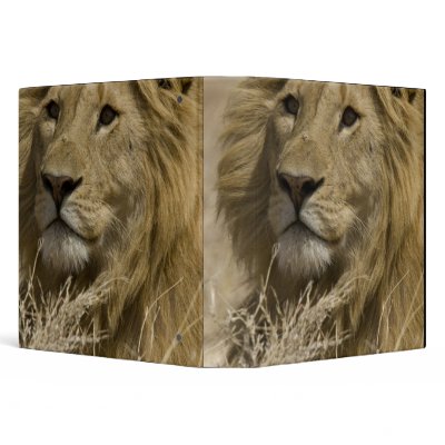 African Lion, Panthera leo, Portrait of a 3 Ring Binder by danitadelimont