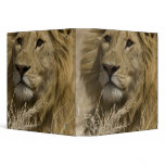African Lion, Panthera leo, Portrait of a 3 Ring Binder