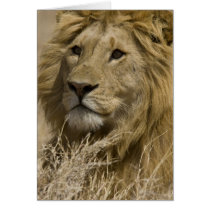 African Lion, Panthera leo, Portrait of a Cards