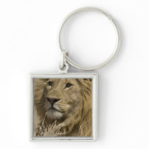 African Lion, Panthera leo, Portrait of a Keychains