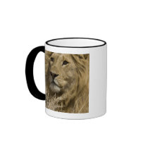 African Lion, Panthera leo, Portrait of a Coffee Mugs