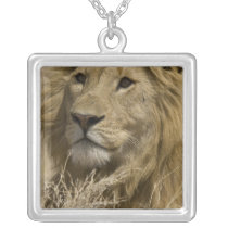 African Lion, Panthera leo, Portrait of a Personalized Necklace