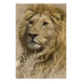 African Lion, Panthera leo, Portrait of a