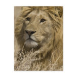 African Lion, Panthera leo, Portrait of a Post Cards