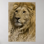 African Lion, Panthera leo, Portrait of a