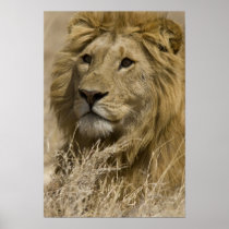 African Lion, Panthera leo, Portrait of a