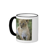 African lion, Panthera leo), Tanzania, Coffee Mugs