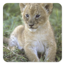 African lion, Panthera leo), Tanzania, Square Sticker