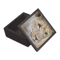 African Lion Personalized Gift or Trinket Box Premium Jewelry Boxes