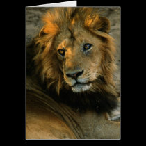 African Lion Portrait cards