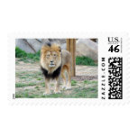 African Lion Postage Stamps
