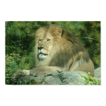 African Lion posters