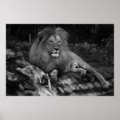 african lion wallpaper. On lions paw but the end of