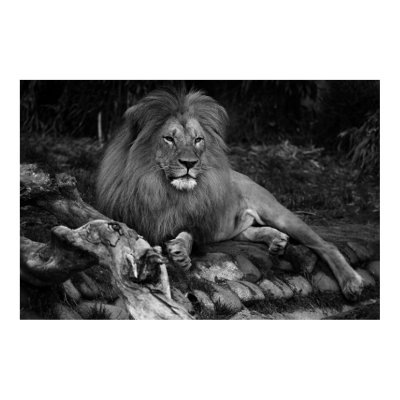 African Lion Print by imagemosaic