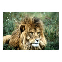 African Lion posters