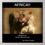 African Lion Poster
