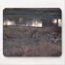 African Lion - Pride Resting By Waterhole Mouse Pads