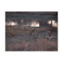 African Lion - Pride Resting By Waterhole Postcard