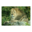 African Lion posters